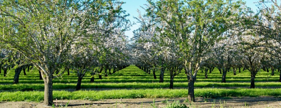 Almond trees that belong to Stewart Resnick