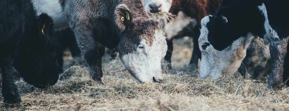 Cows Grazing on Feed; food and water