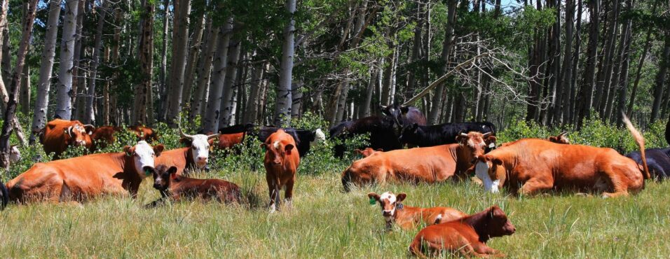 learn the water footprint of beef