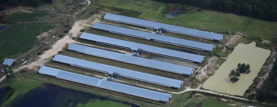 Hog CAFO, September 18, 2018, Photo by Emily Sutton, Haw Riverkeeper