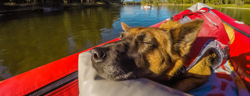 A dog Is enjoying an evening float on the river; middle-school science lesson