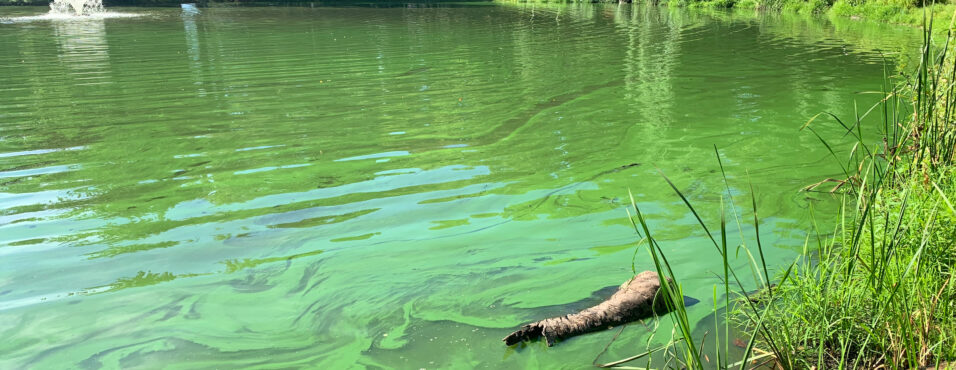 Algal bloom on a freshwater lake.